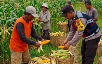 Bhabinkamtibmas Torbang Dampingi Panen Jagung, Polres Sumenep Dukung Ketahanan Pangan Nasional