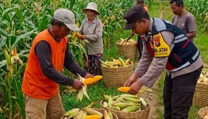 Bhabinkamtibmas Torbang Dampingi Panen Jagung, Polres Sumenep Dukung Ketahanan Pangan Nasional