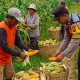 Bhabinkamtibmas Torbang Dampingi Panen Jagung, Polres Sumenep Dukung Ketahanan Pangan Nasional