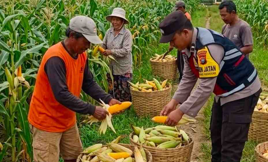 Bhabinkamtibmas Torbang Dampingi Panen Jagung, Polres Sumenep Dukung Ketahanan Pangan Nasional