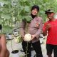 Polres Sumenep Dukung “Smart Farming”, Panen Melon Metode Machida Jadi Bukti Inovasi Petani Milenial