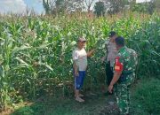 Polsek Gapura Dampingi dan Pantau Budidaya Jagung Hibrida di Desa Karangbudi