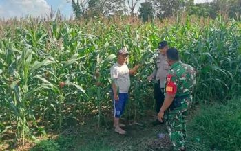 Polsek Gapura Dampingi dan Pantau Budidaya Jagung Hibrida di Desa Karangbudi