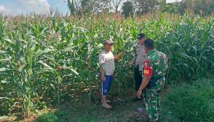 Polsek Gapura Dampingi dan Pantau Budidaya Jagung Hibrida di Desa Karangbudi