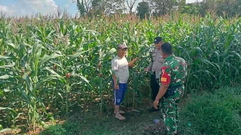 Polsek Gapura Dampingi dan Pantau Budidaya Jagung Hibrida di Desa Karangbudi