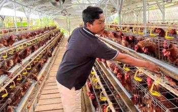 Peternak Sumenep Nilai Mentan Amran Gagal Stabilkan Harga Telur