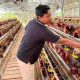 Peternak Sumenep Nilai Mentan Amran Gagal Stabilkan Harga Telur