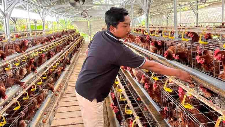 Peternak Sumenep Nilai Mentan Amran Gagal Stabilkan Harga Telur