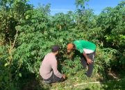 Bhabinkamtibmas Sapeken Dampingi Petani Singkong, Dukung Ketahanan Pangan