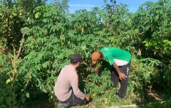 Bhabinkamtibmas Sapeken Dampingi Petani Singkong, Dukung Ketahanan Pangan