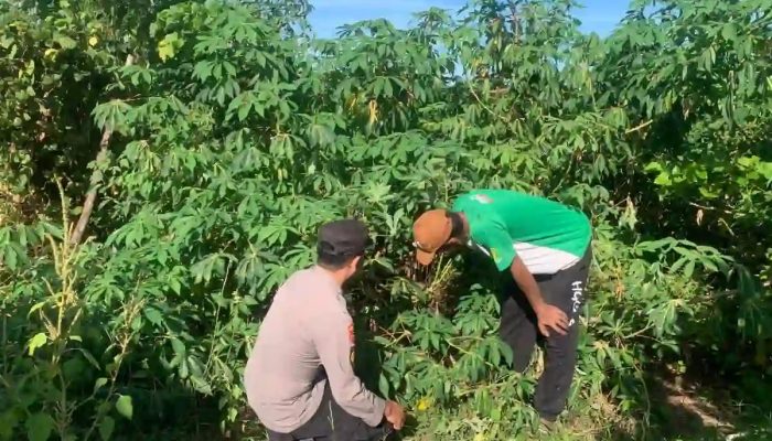 Bhabinkamtibmas Sapeken Dampingi Petani Singkong, Dukung Ketahanan Pangan