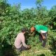 Bhabinkamtibmas Sapeken Dampingi Petani Singkong, Dukung Ketahanan Pangan