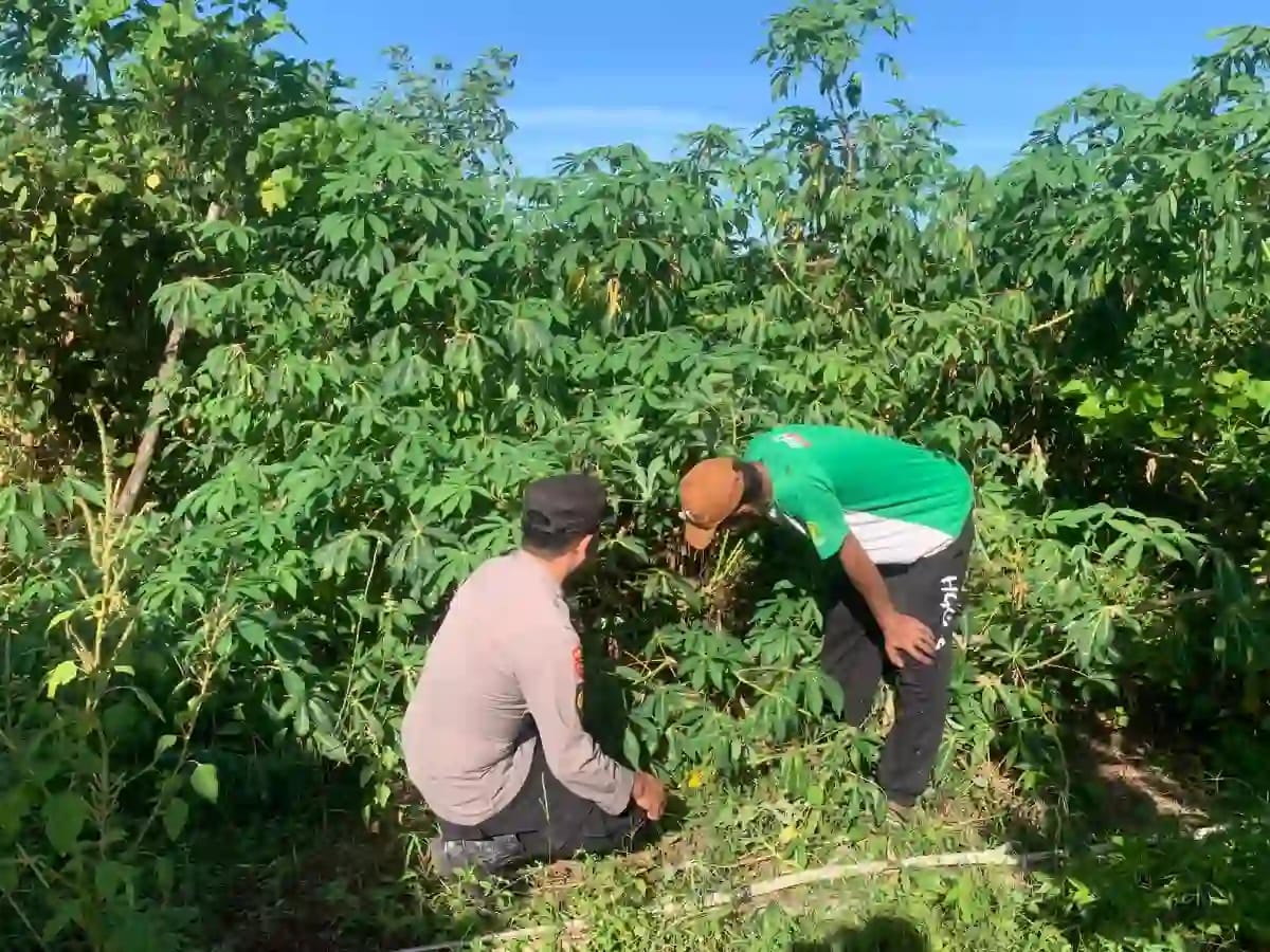 Bhabinkamtibmas Sapeken Dampingi Petani Singkong, Dukung Ketahanan Pangan