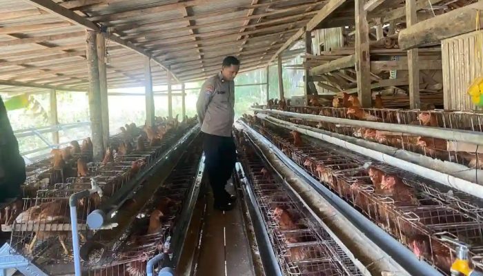 Bhabinkamtibmas Polres Sumenep Sambangi Peternak Ayam Petelur di Dasuk, Dukung Ketahanan Pangan Nasional