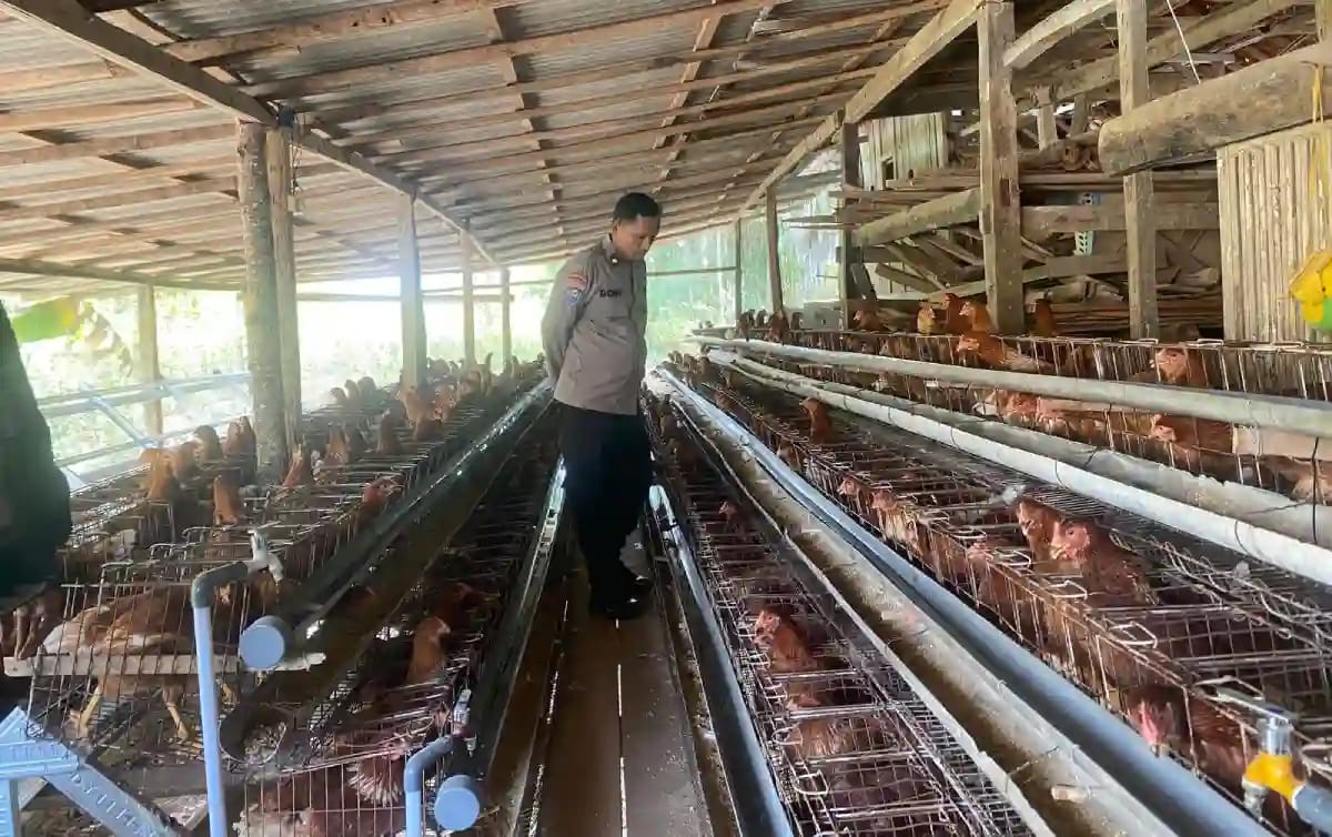 Bhabinkamtibmas Polres Sumenep Sambangi Peternak Ayam Petelur di Dasuk, Dukung Ketahanan Pangan Nasional
