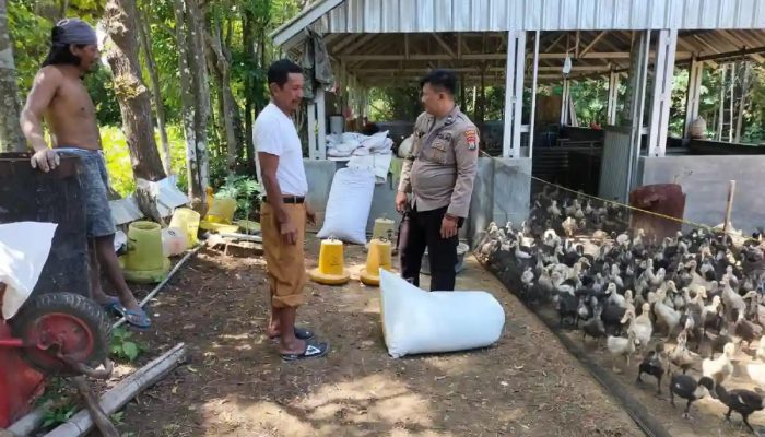 Bhabinkamtibmas di Bluto Sambangi Peternak Bebek, Dorong Ketahanan Pangan di Aeng Dake