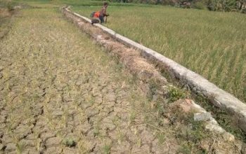 El Nino Berpotensi Melanda, BMKG Minta Warga Sumenep Hemat Air dan Waspada Kebakaran