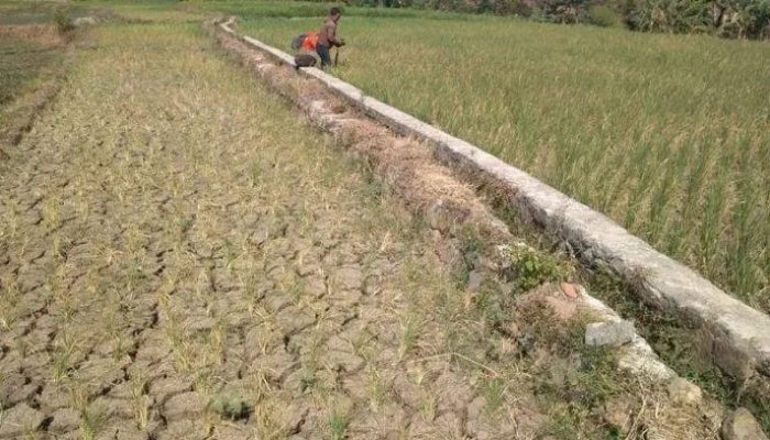 El Nino Berpotensi Melanda, BMKG Minta Warga Sumenep Hemat Air dan Waspada Kebakaran