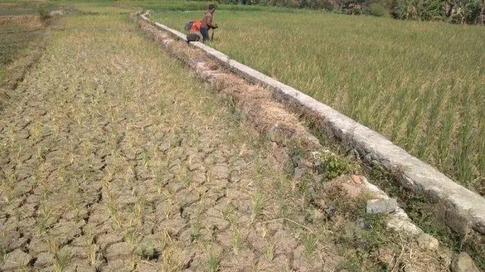 El Nino Berpotensi Melanda, BMKG Minta Warga Sumenep Hemat Air dan Waspada Kebakaran