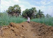 Sosok Eks Aktivis PMII Sumenep Pilih Jadi Petani, Kini Raup Untung dari Cabai