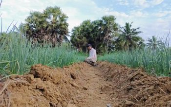 Sosok Eks Aktivis PMII Sumenep Pilih Jadi Petani, Kini Raup Untung dari Cabai