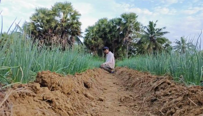 Sosok Eks Aktivis PMII Sumenep Pilih Jadi Petani, Kini Raup Untung dari Cabai