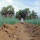 Sosok Eks Aktivis PMII Sumenep Pilih Jadi Petani, Kini Raup Untung dari Cabai