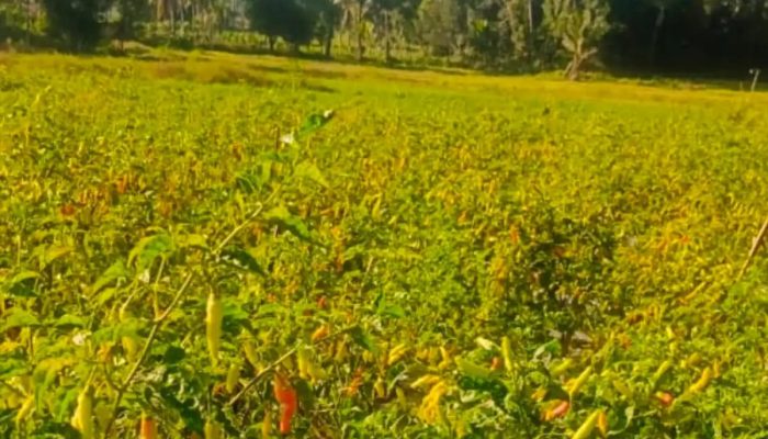 Eks Aktivis PMII Sumenep Ini Pilih Jadi Petani, Kini Raup Untung dari Cabai