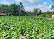 PPR Sumenep Dorong Perusahaan Rokok Maksimalkan Serapan Tembakau Petani Lokal