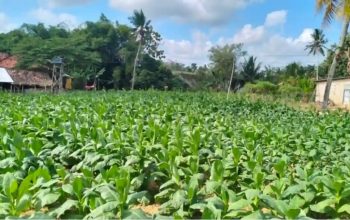 PPR Sumenep Dorong Perusahaan Rokok Maksimalkan Serapan Tembakau Petani Lokal