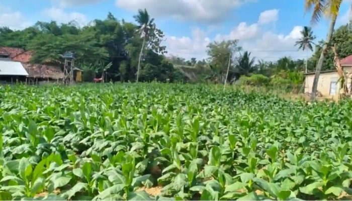 PPR Sumenep Dorong Perusahaan Rokok Maksimalkan Serapan Tembakau Petani Lokal