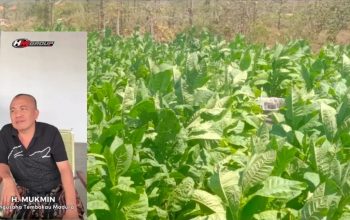 Pengusaha Tembakau Sumenep Imbau Petani Jaga Mutu Jelang Musim Panen 2026