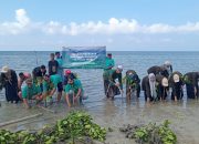 1.000 Mangrove Ditanam di Pulau Saobi, Pemdes dan Mahasiswa KKN UNIB Perkuat Konservasi Bahari