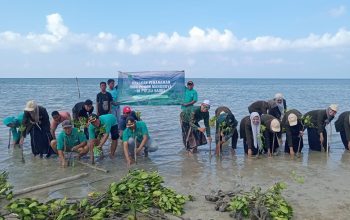 1.000 Mangrove Ditanam di Pulau Saobi, Pemdes dan Mahasiswa KKN UNIB Perkuat Konservasi Bahari