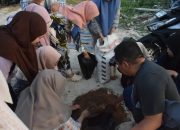 Kades Alas Malang Pelopori Pertanian Modern Bersama Mahasiswa KKN UNIB di Pulau Raas Sumenep