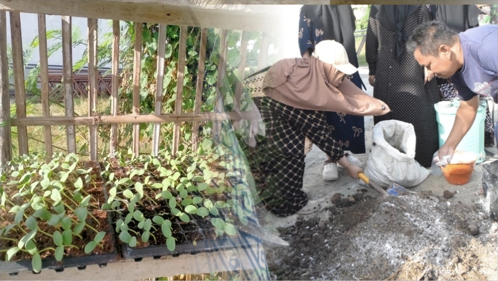 Buah PPM Industri Migas, Kades Alas Malang Pelopori Pertanian Modern Bersama Mahasiswa KKN UNIB di Pulau Raas Sumenep