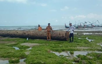 Sepekan Kayu Gelondongan Terdampar, Nelayan Dungkek Masih Menanggung Rugi